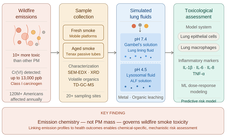 Graphical abstract showing a four-stage wildfire smoke research workflow: characterization of emissions (10× more toxic than other PM; Cr(VI) up